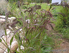 Panique violette - Panicum violaceum - Les Graminées