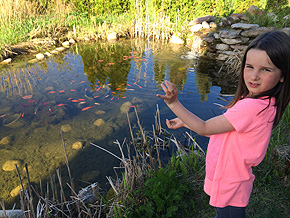 Guides sur les Jardin Aquatiques - Projets de jardinage aquatique - Nourrir les poissons de bassin