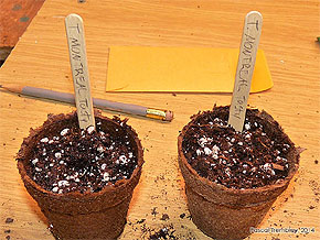 Guide Jardinage - Comment semer des tomates. Planter des graines de tomates.