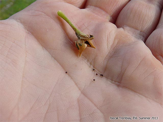 Récupérer les graines de fleurs annuelles - Comment ramasser les semences au jardin - Semences de pétunias