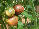 Cultiver Tomates