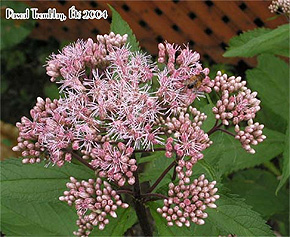 Eupatoire maculée - Eupatorium maculatum - Photo Eupatoire