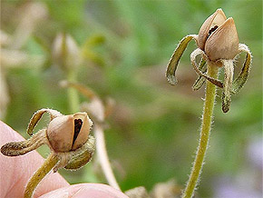 Collecte des graines de fleurs annuelles - Les pétunias ou Surfinias