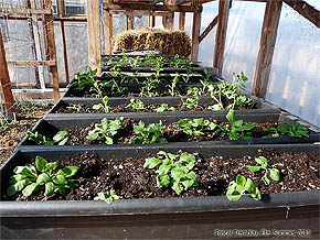 Faire des bacs fleuris - Créer des balconnières fleuries - Faire des jardinières