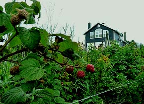 Framboises - Plants de framboisiers - Petits fruits - Planter des framboisiers