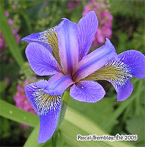 Iris versicolor - vivaces indigènes - liste des plantes indigènes
