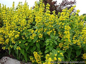 Photos de Plantes Vivaces - Lysimaque Ponctuée