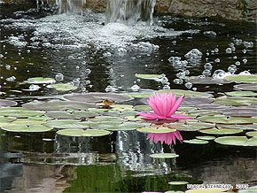 Bassin d'extérieur - Toile de bassin pas cher - Créer un étang de jardin