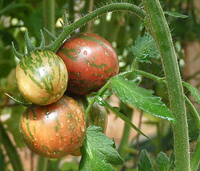 Tomate - Planter tomates - Pieds de tomates - Attacher plants de tomates