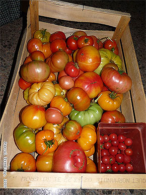 Tomates de serre - Récolter des tomates - Mûrir des tomates