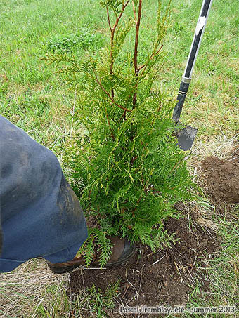 Guide de plantation d'une Haie de Cdres - Comment planter une haie