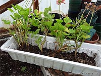 Graniums en pot - Hiverner ses grniums - Jardinires de graniums