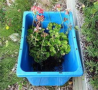 Graniums en hiver - Rcuprer les graniums