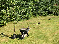 Planter un pommier - Producteurs de pommiers - Faire l'achat d'un pommier pour le jardin