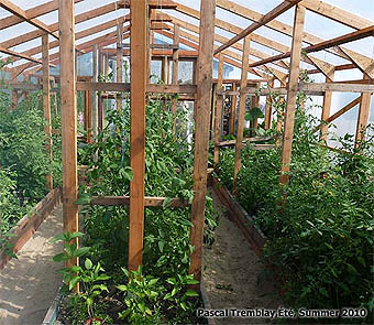 Tomates de serre - Comment planter des pieds de tomates - Planter des tomates