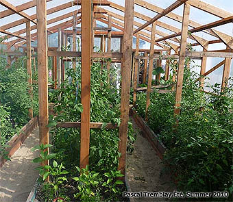 Tomates de serre - Comment planter des pieds de tomates - Planter des tomates