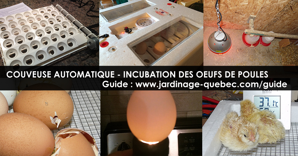 Incubation des oeufs