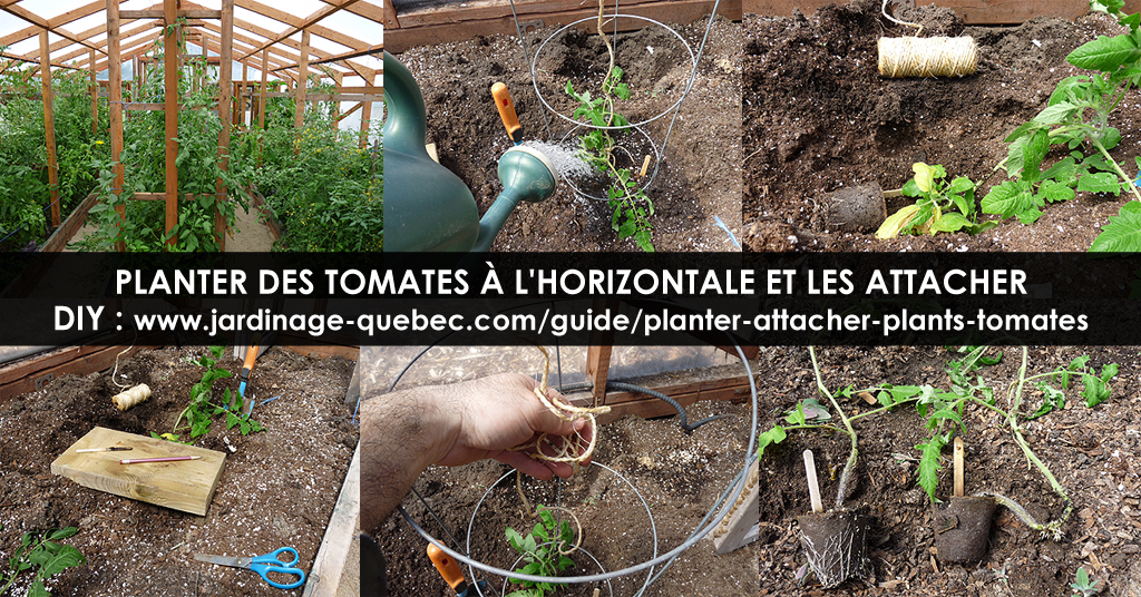 Attacher tomates